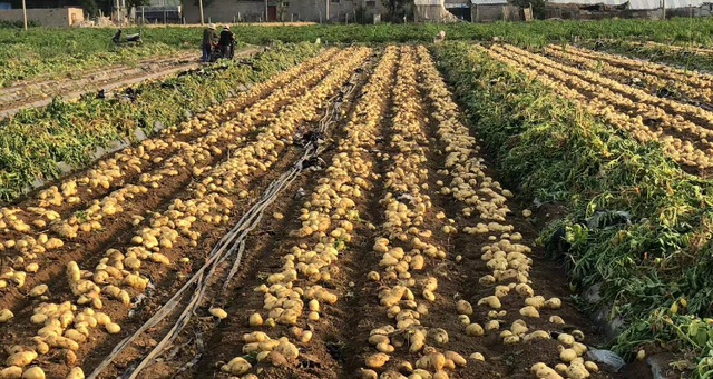 土豆养殖及种植技术(土豆栽培技术种植方法)