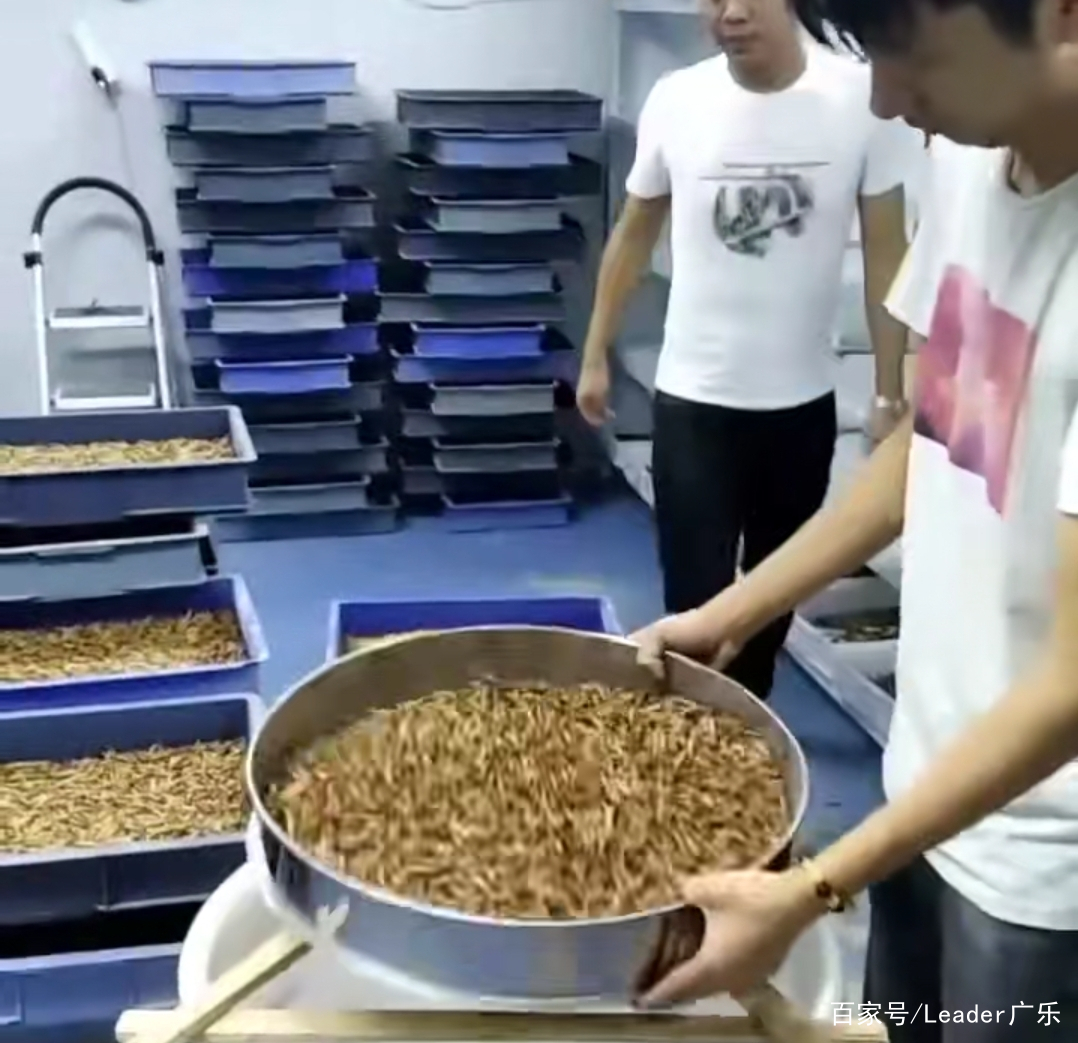 蛋白虫的技术养殖(蛋白虫怎么养殖前景)