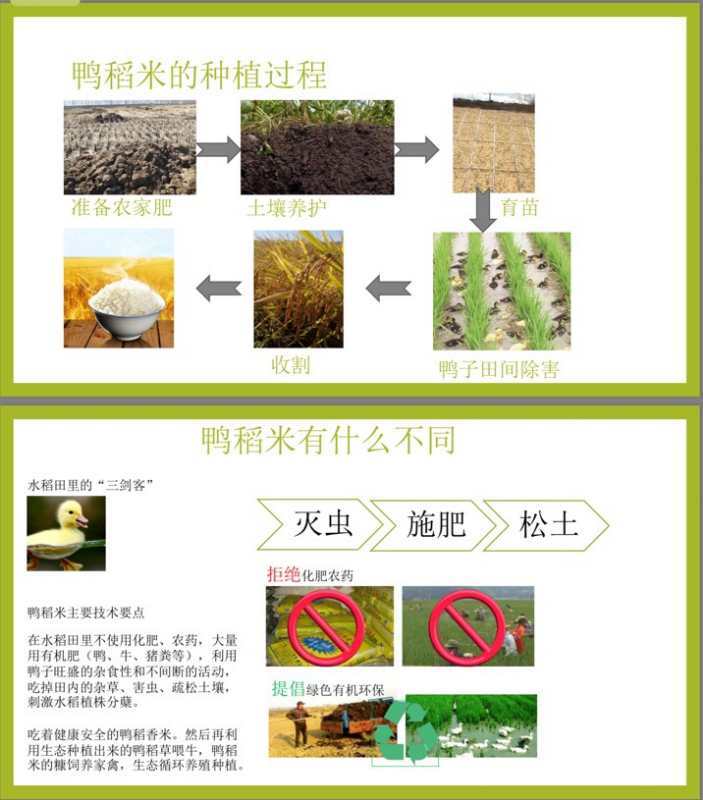 水稻种植流程(水稻种植流程图片)
