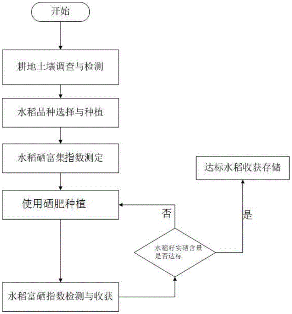 水稻种植流程(水稻种植流程图片)