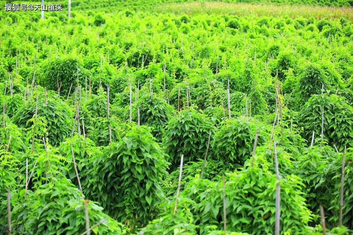 白玉山药的种植与管理(白玉山药的种植管理及施肥方法)