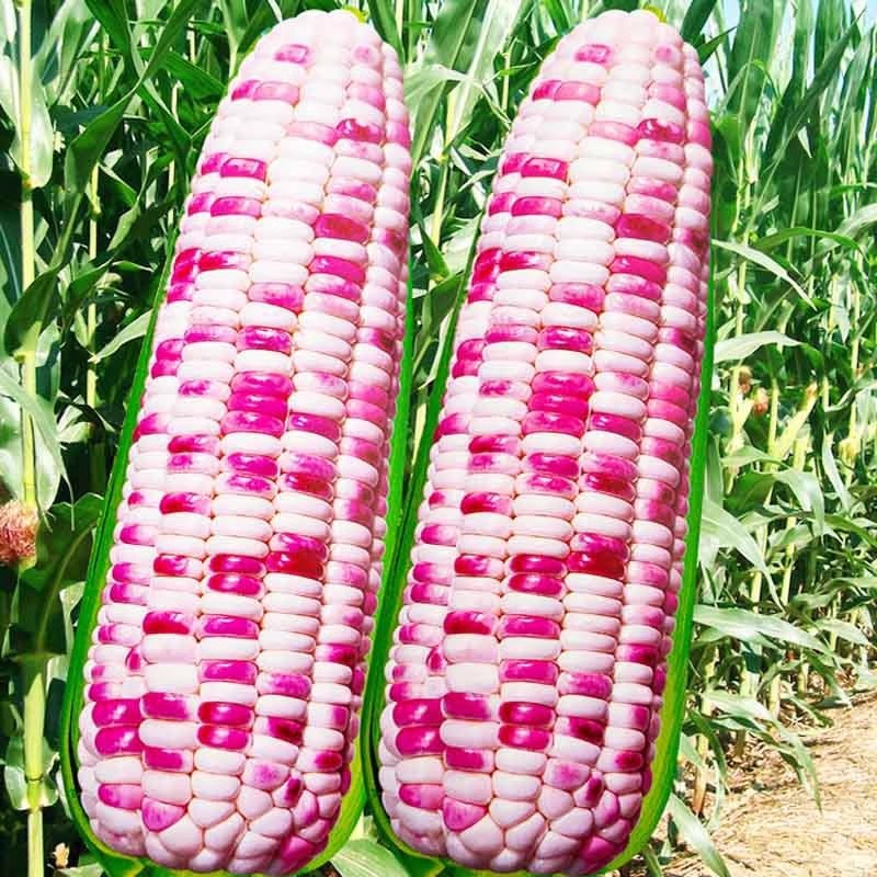 彩色玉米怎么种(彩色玉米怎么种植方法)