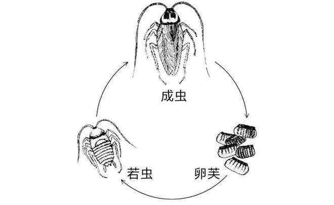 蝉几点从土里出来(蝉几点从土里出来觅食)