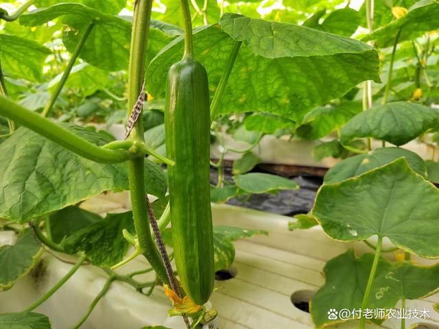 黄瓜的种植方式(黄瓜的种植方式有哪些)