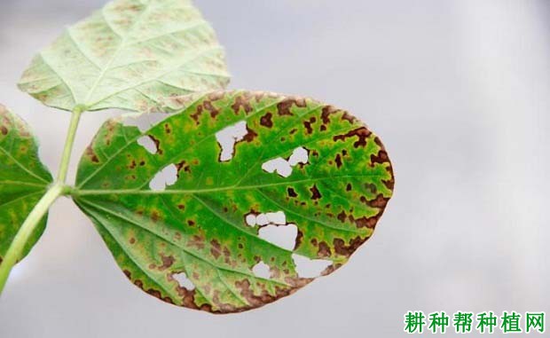 豆角斑枯病用什么药(豆角角斑病用什么药最好)
