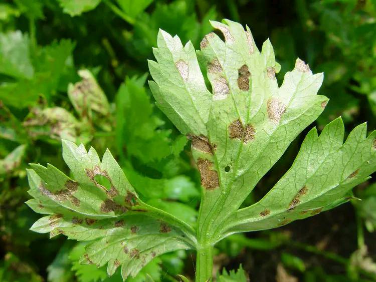 豆角斑枯病用什么药(豆角角斑病用什么药最好)