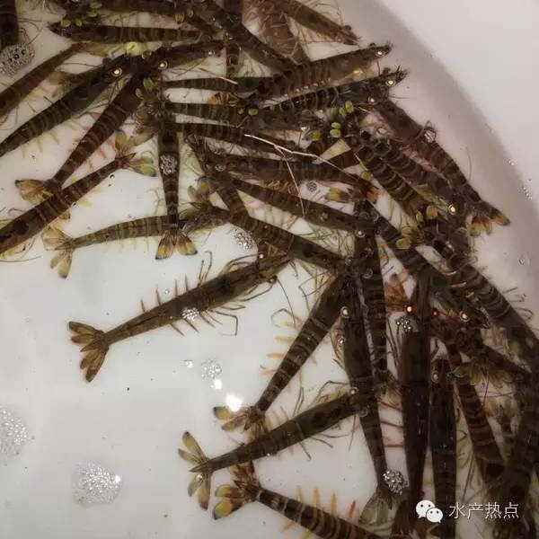 斑节对虾最新养殖技术(斑节对虾养殖技术视频教程)