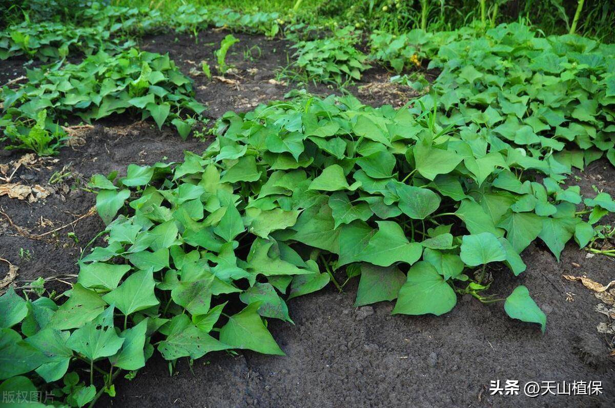 红薯种植方式有哪些(红薯种植方式有哪些图片)