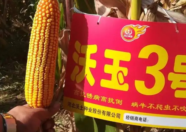 沃玉玉米种(沃玉玉米种子)