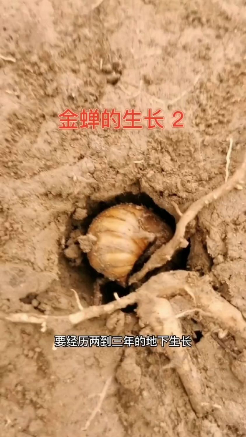 金蝉养殖新技术(金蝉养殖新技术大全)