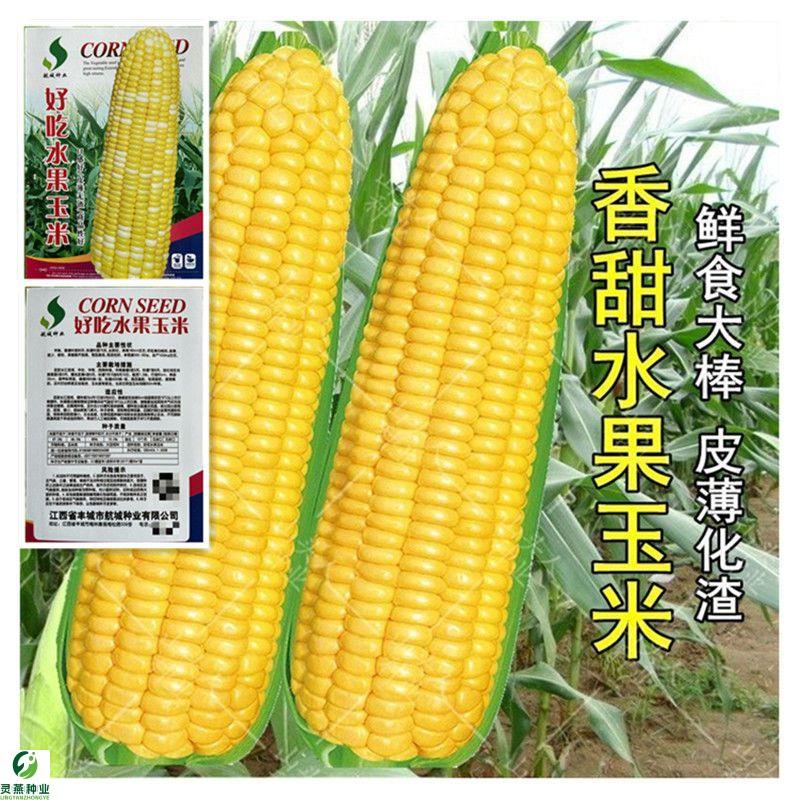 北方几月份种玉米(北方几月份种玉米小麦)