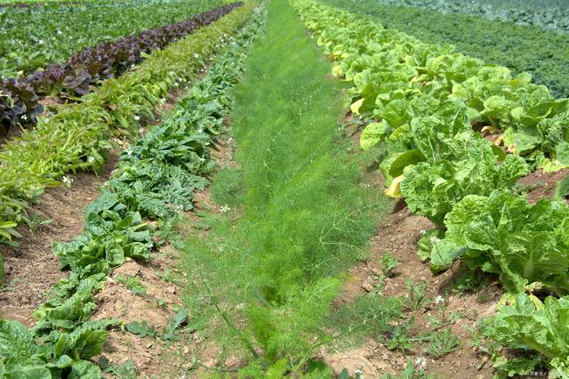 胡萝卜大面积种植方法(胡萝卜大面积种植方法图解)