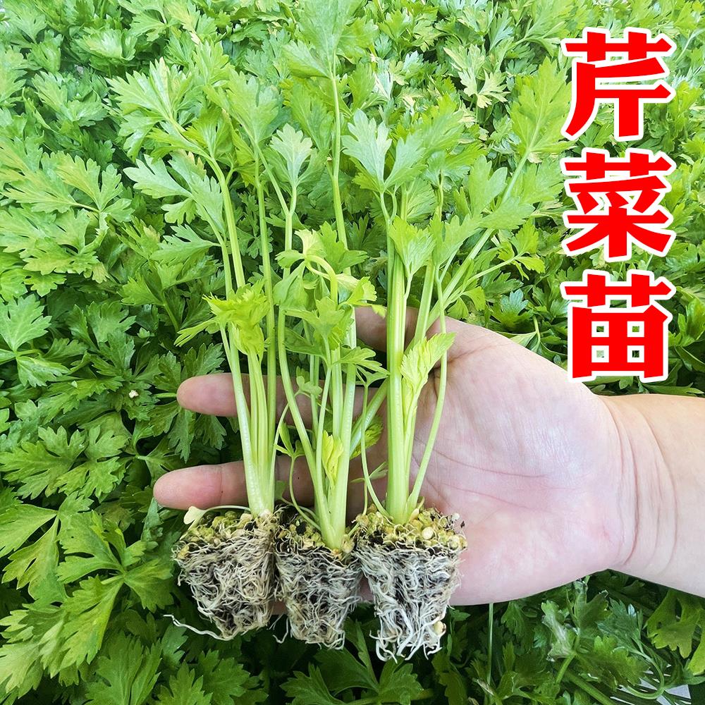 芹菜苗如何种植(芹菜苗如何种植技术)