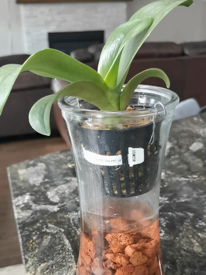 蝴蝶兰根繁殖(蝴蝶兰根繁殖方法)