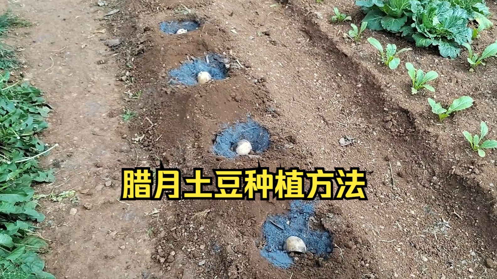 土豆能不能连作种植(种土豆可以整个土豆直接种么)