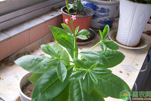人参菜的种植技术(人参菜长什么样)