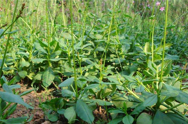 人参菜的种植技术(人参菜长什么样)