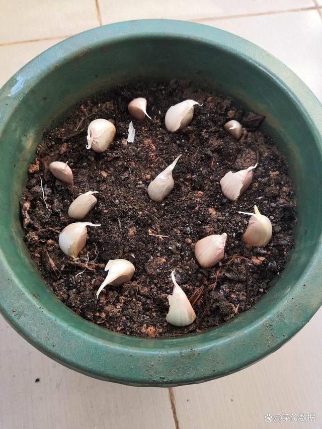 蔬菜播种方式(蔬菜播种方式可以分为)