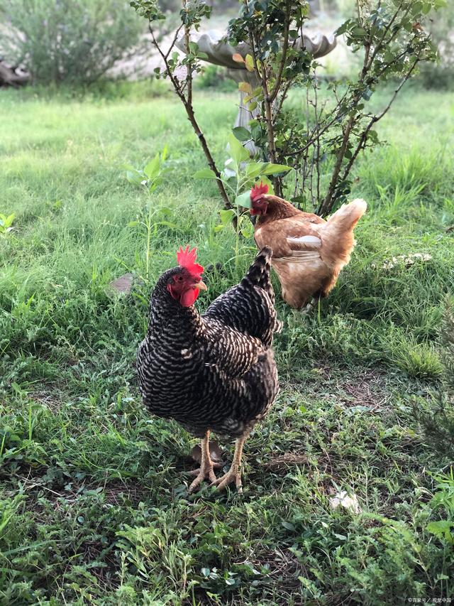 芦丁鸡养殖技术(芦丁鸡养殖技术教程)