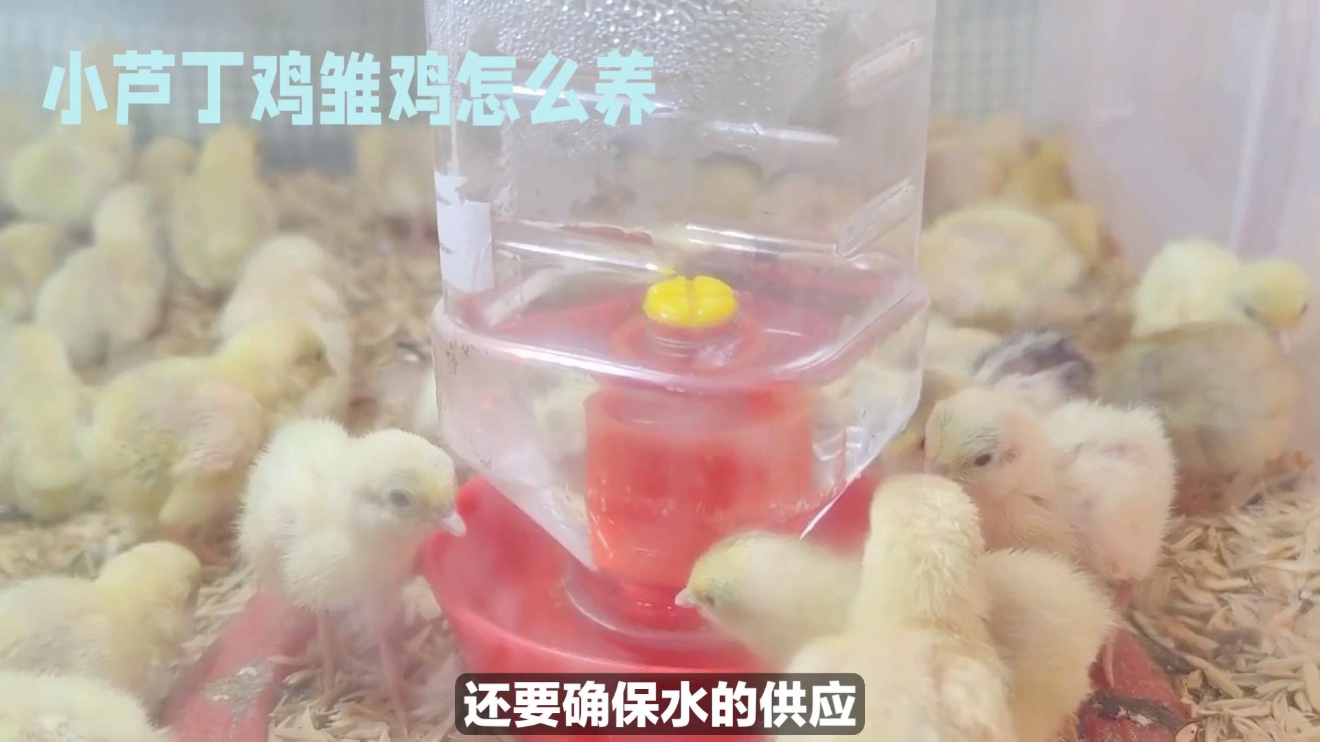 芦丁鸡养殖技术(芦丁鸡养殖技术教程)
