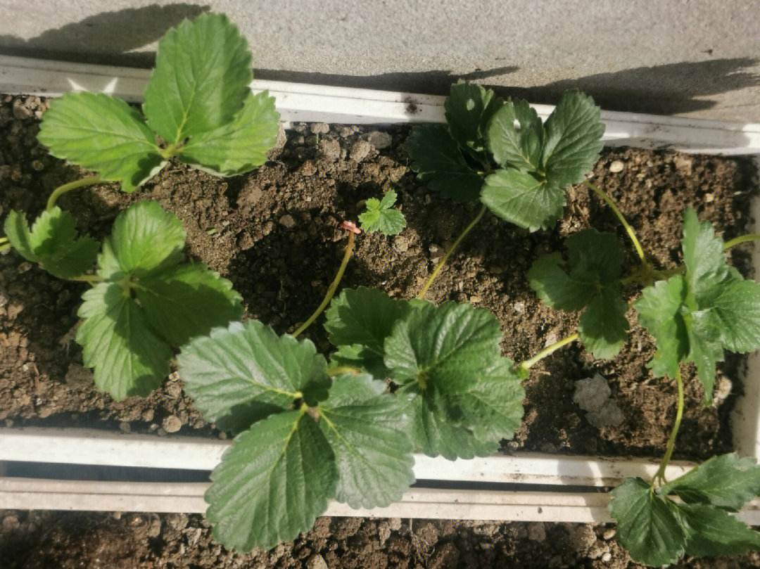 草莓苗要怎么种(草莓苗怎么种植和浇水施什么肥)