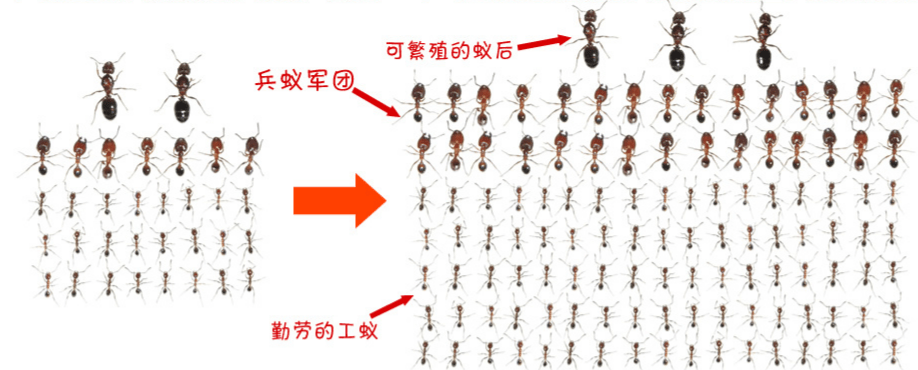 蚂蚁繁殖速度有多快(床上极小的小红蚂蚁用什么杀)