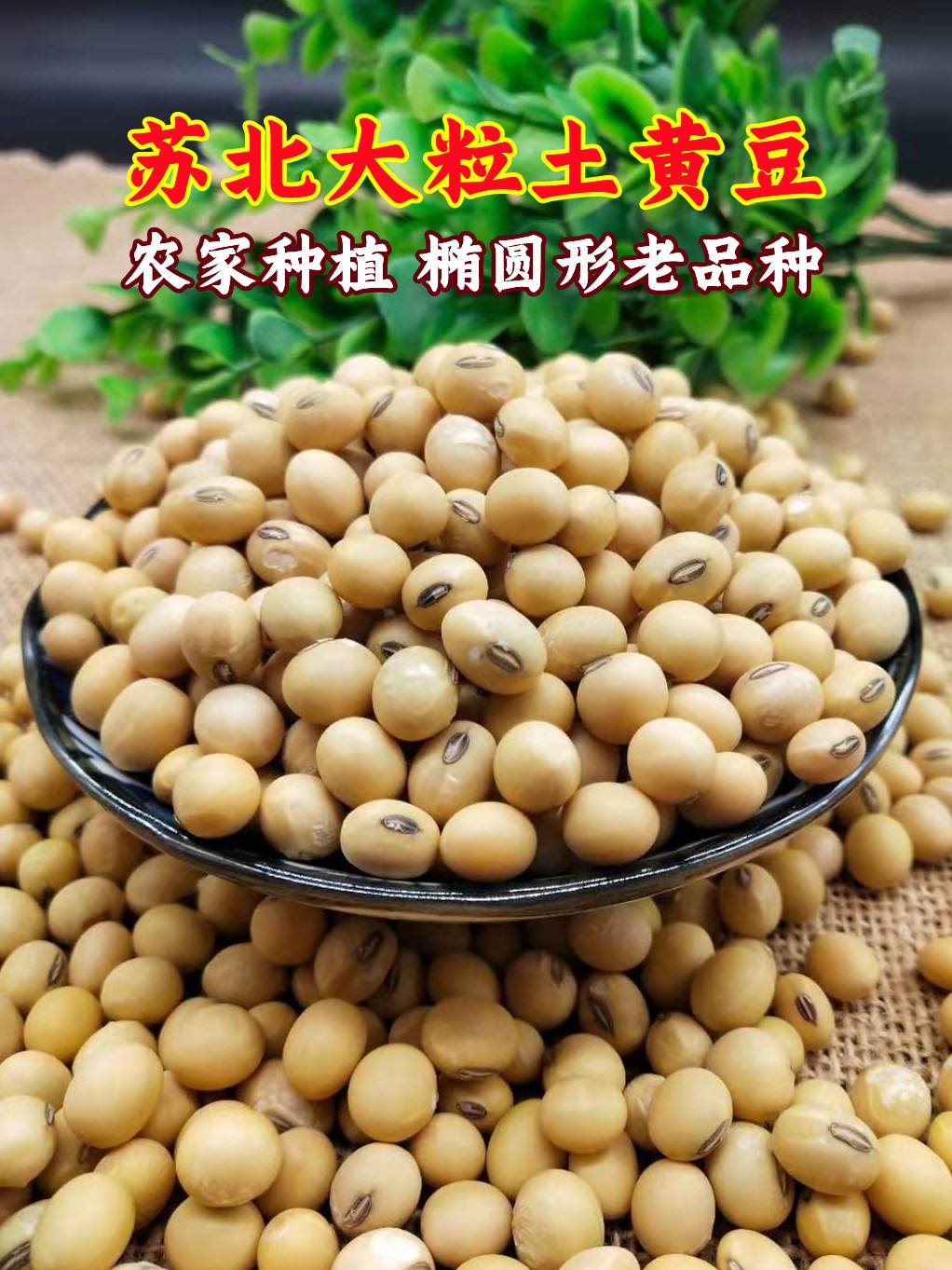大豆种什么品种好(大豆种子什么品种好)