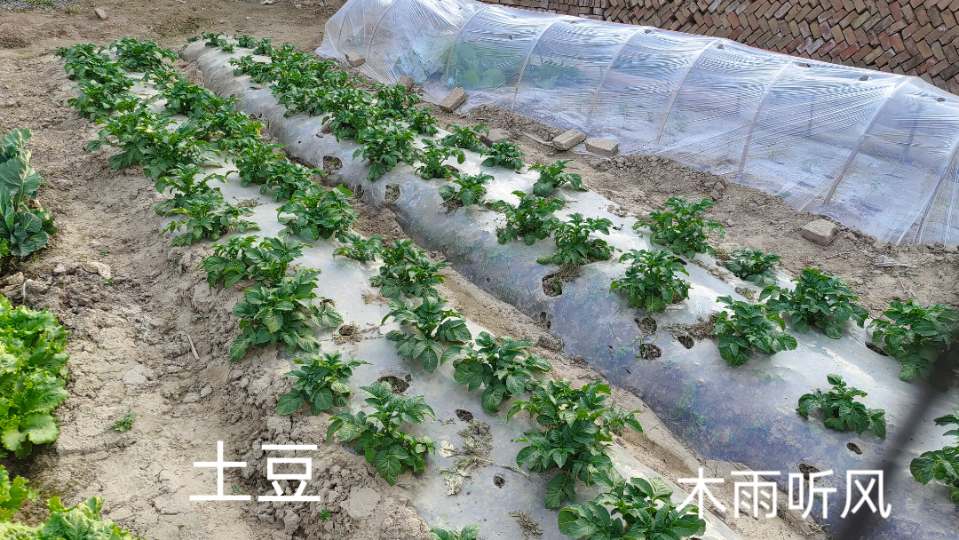 包含种植土豆施什么肥最好?的词条