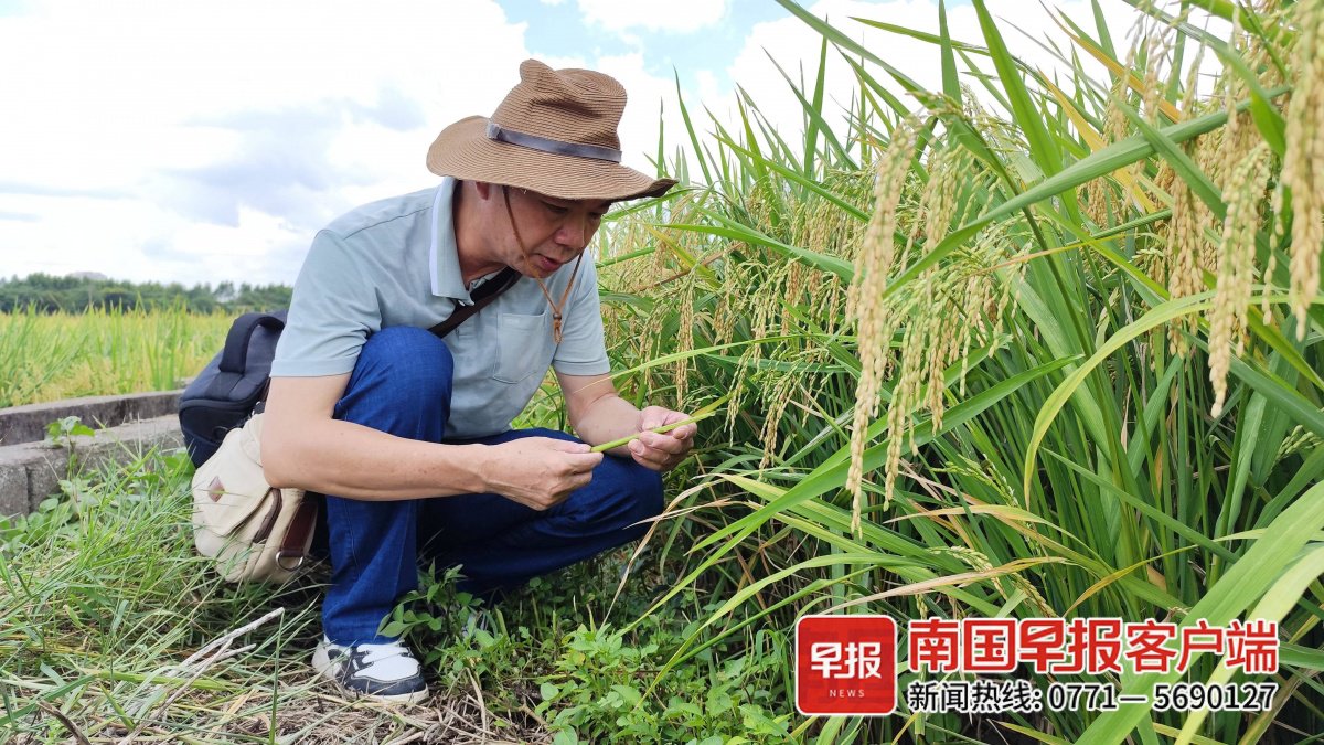 最早种植水稻的人(最早种植水稻的是哪种人)