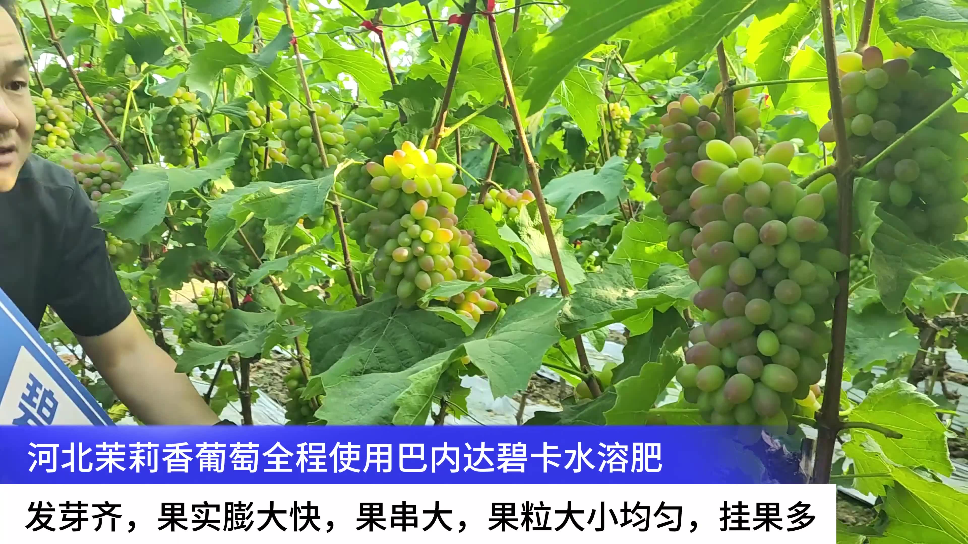 葡萄冬季如何施肥(葡萄冬季施肥吗怎么施)