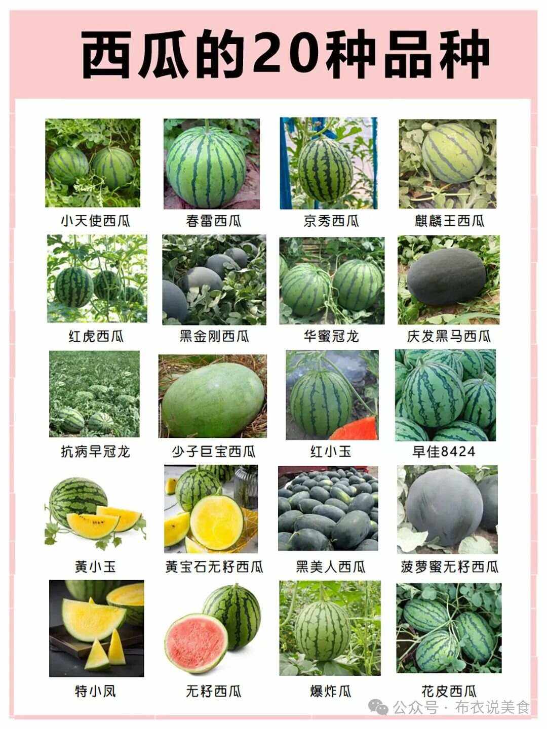 西瓜种植资料(西瓜的种植时间及周期)
