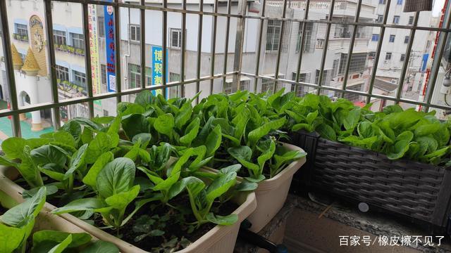 阳台种植青菜(阳台种植青菜的方法)