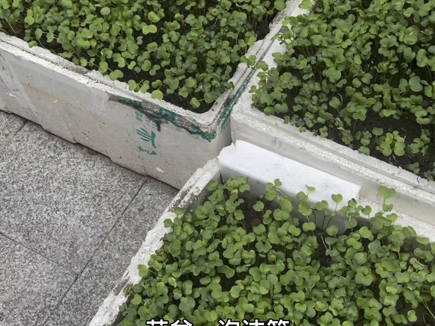 阳台种植青菜(阳台种植青菜的方法)