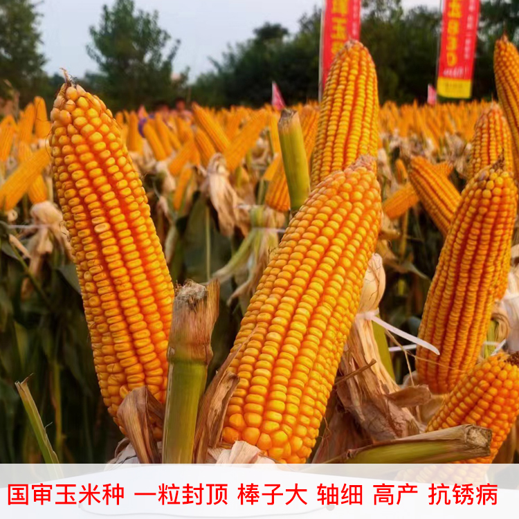 哪种玉米不是转基因(哪种玉米不是转基因食品)