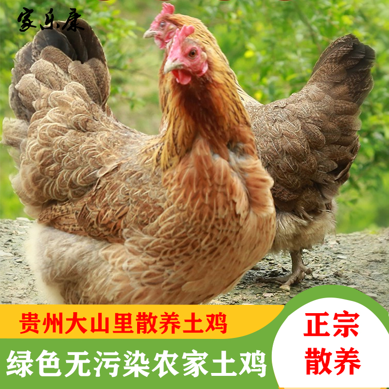 关于肉鸡饲养,土鸡养殖厂家,,2.56,2,高,地域词的信息