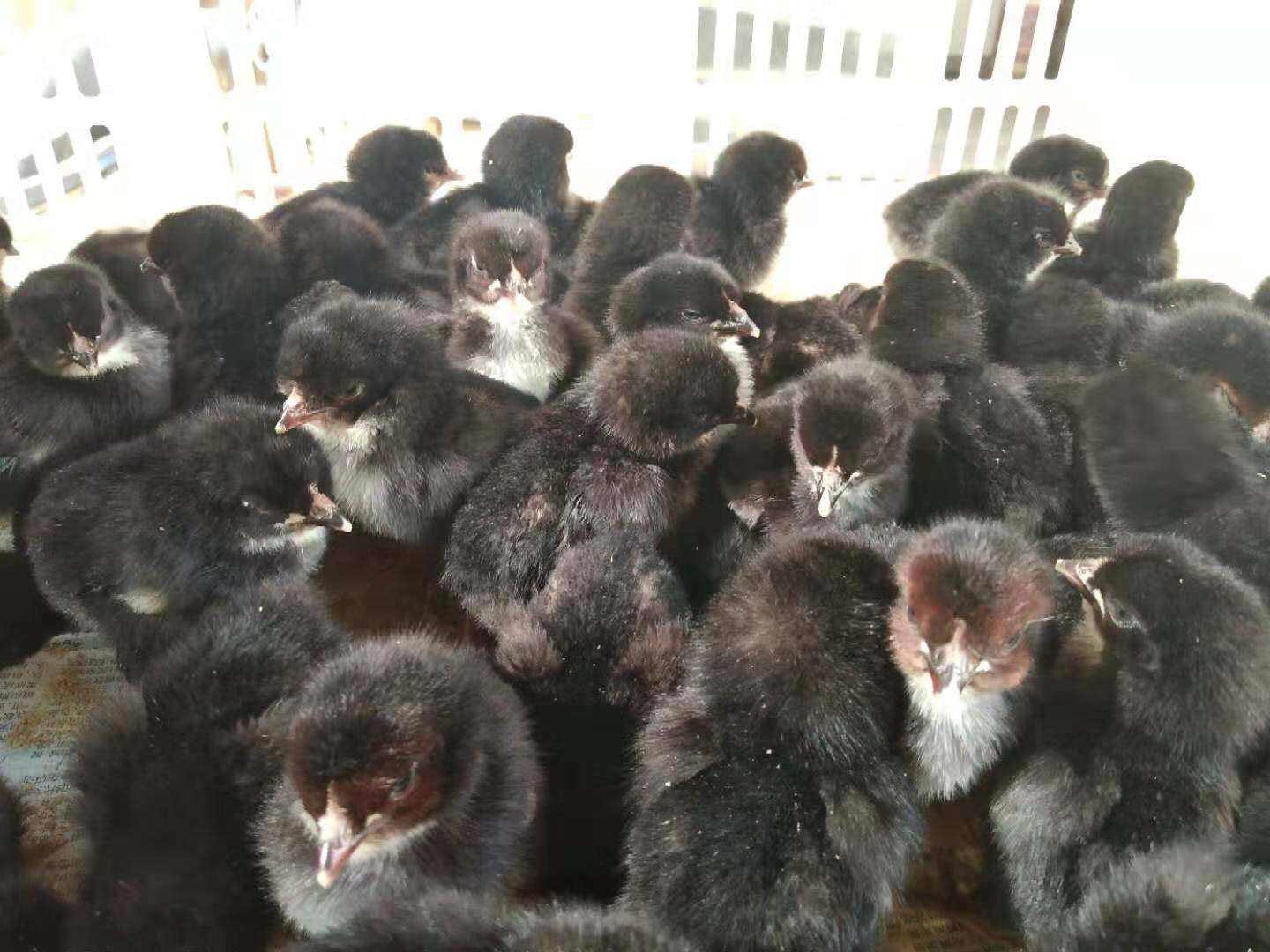 包含肉鸡饲养,黑鸡苗的养殖,,1.24,2,高,地域词的词条