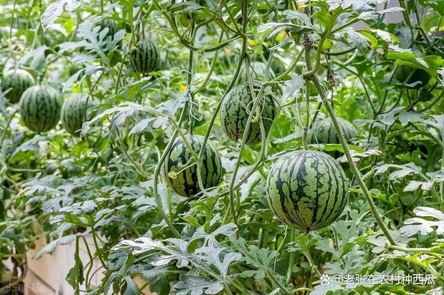 滴灌西瓜种植技术(怎样使用滴灌浇西瓜)