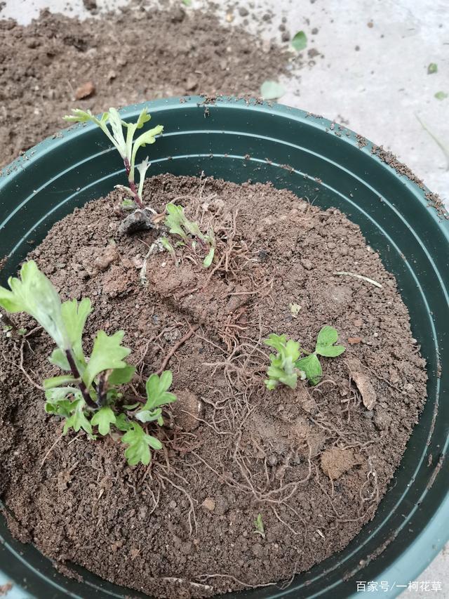 分株繁殖(分株和扦插的区别)