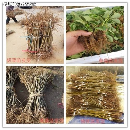 九叶青花椒育苗技术(九叶青花椒苗多少钱一株)