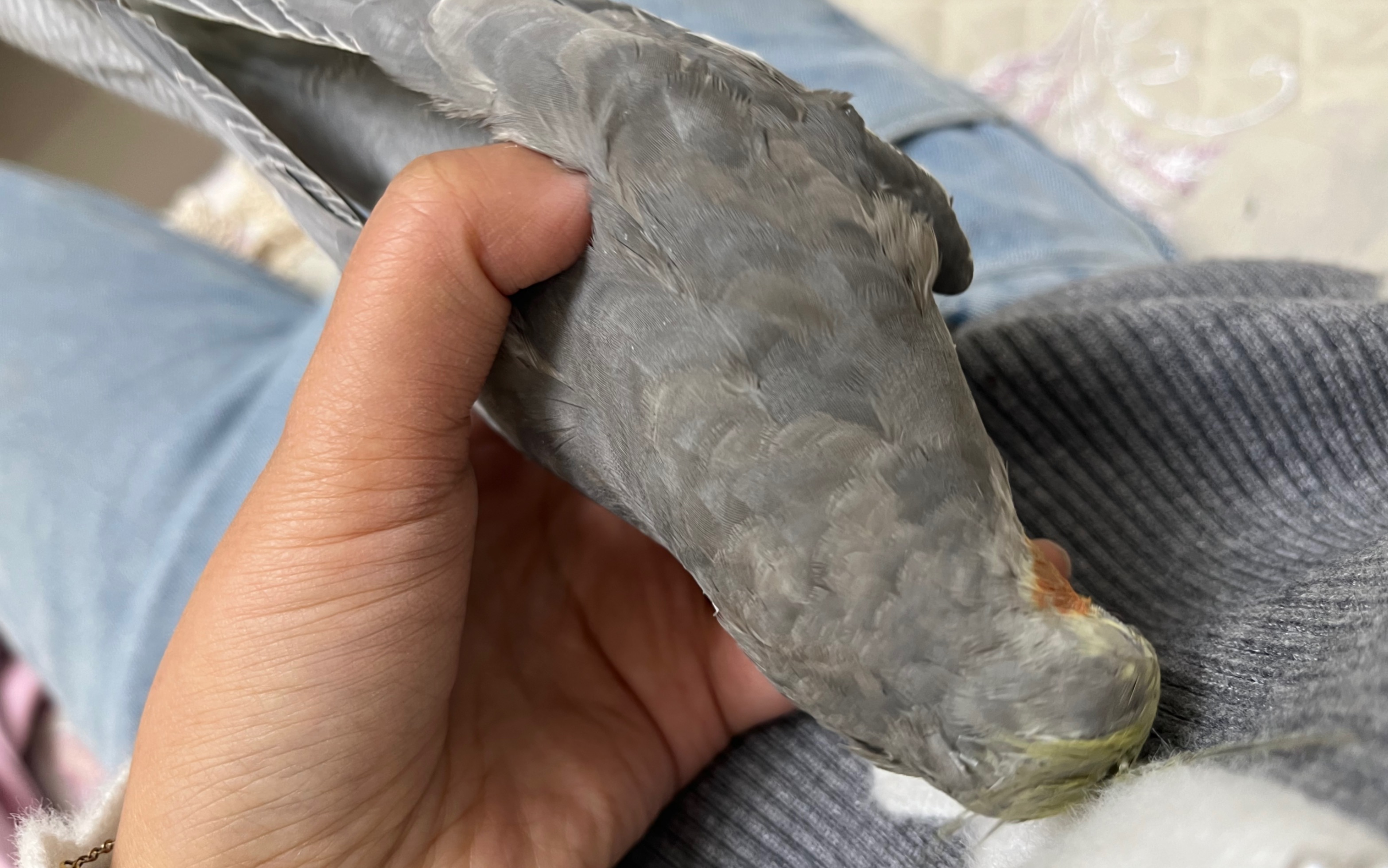 肉鸡饲养,现在养殖蛋鸡怎么样,,1.24,9,低,疑问词的简单介绍