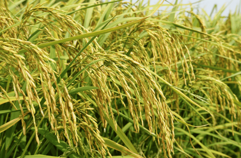 吉林省水稻种植品种(吉林省水稻种植品种有哪些)