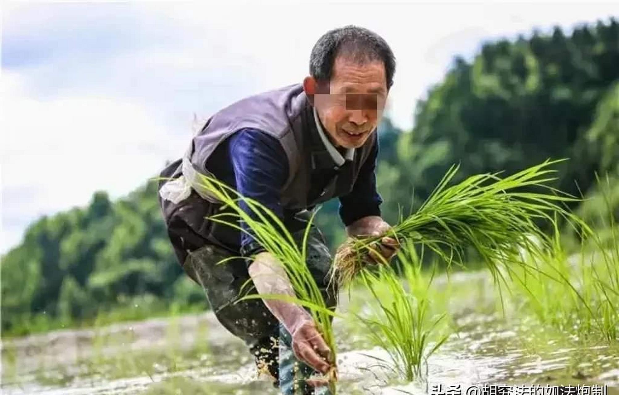 种一亩水稻的成本(种一亩水稻需要多少成本)