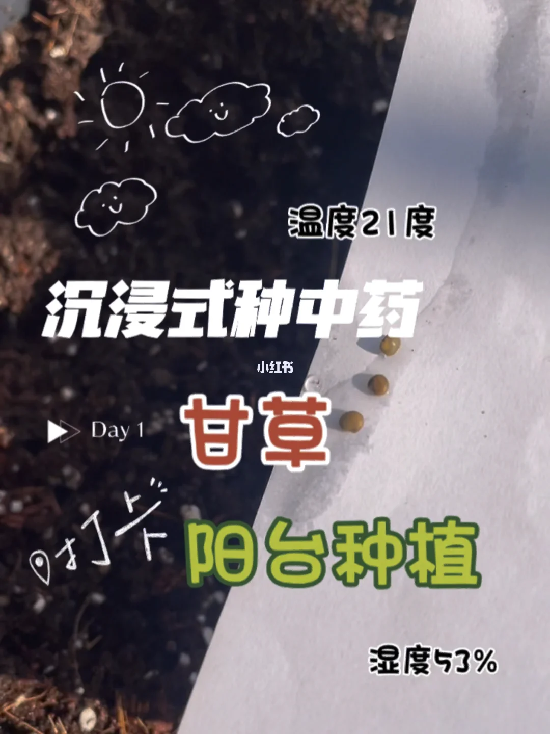 甘草种子品种(甘草种子种植技术)
