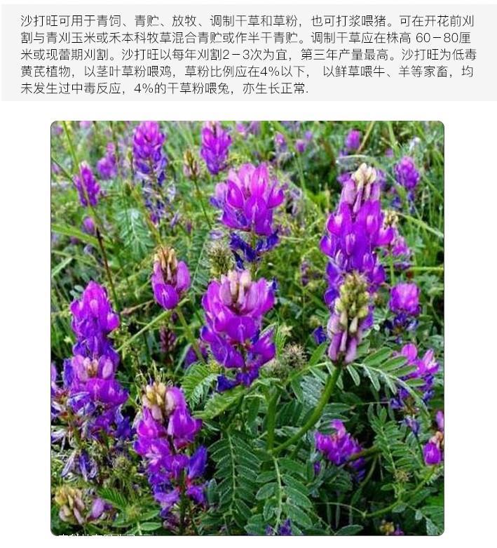 甘草种子品种(甘草种子种植技术)