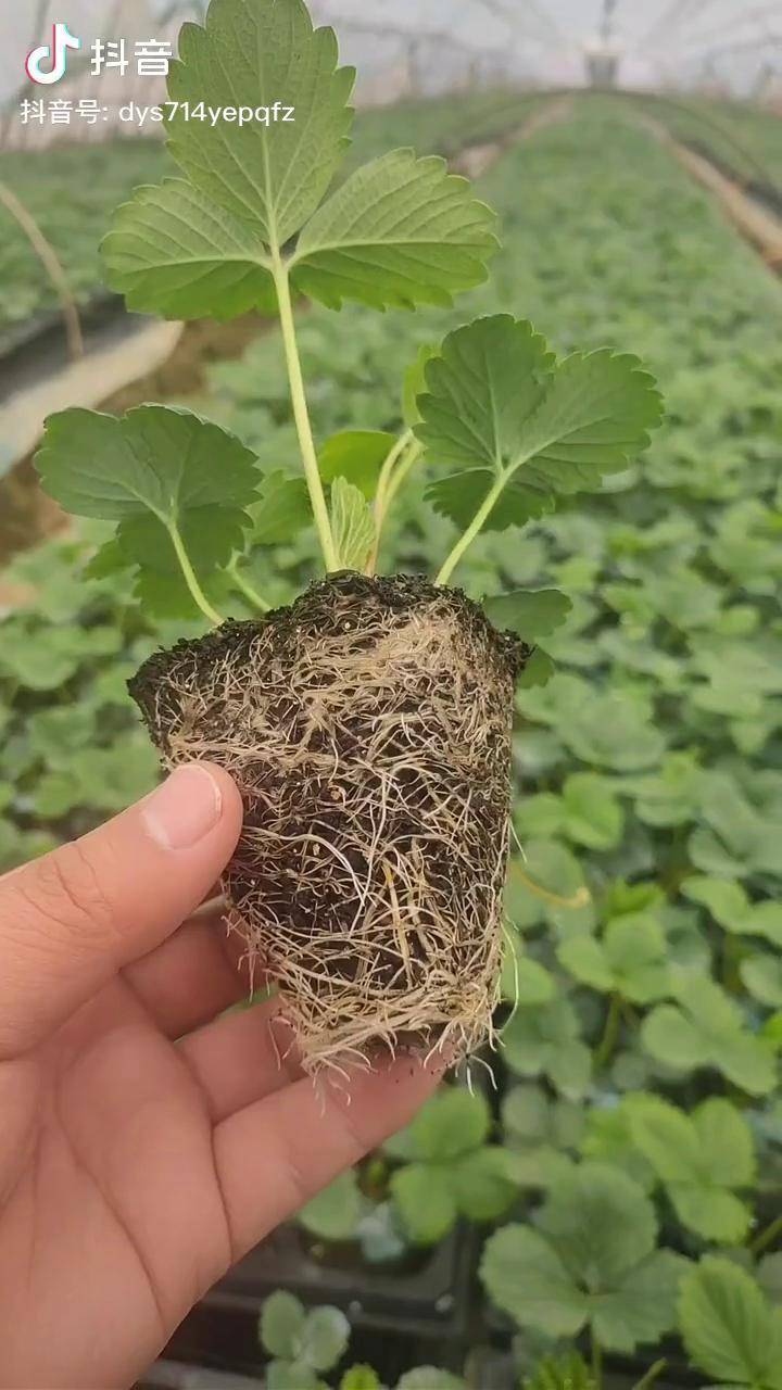 树苗缓苗(树苗缓苗期)