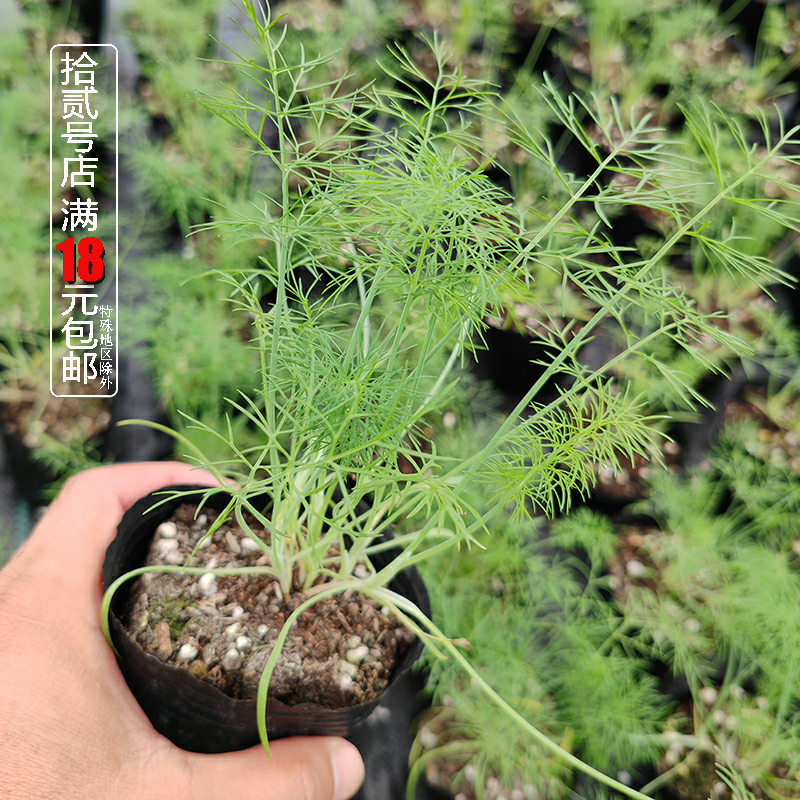 茴香菜的种植方法(茴香菜的种植方法和时间)