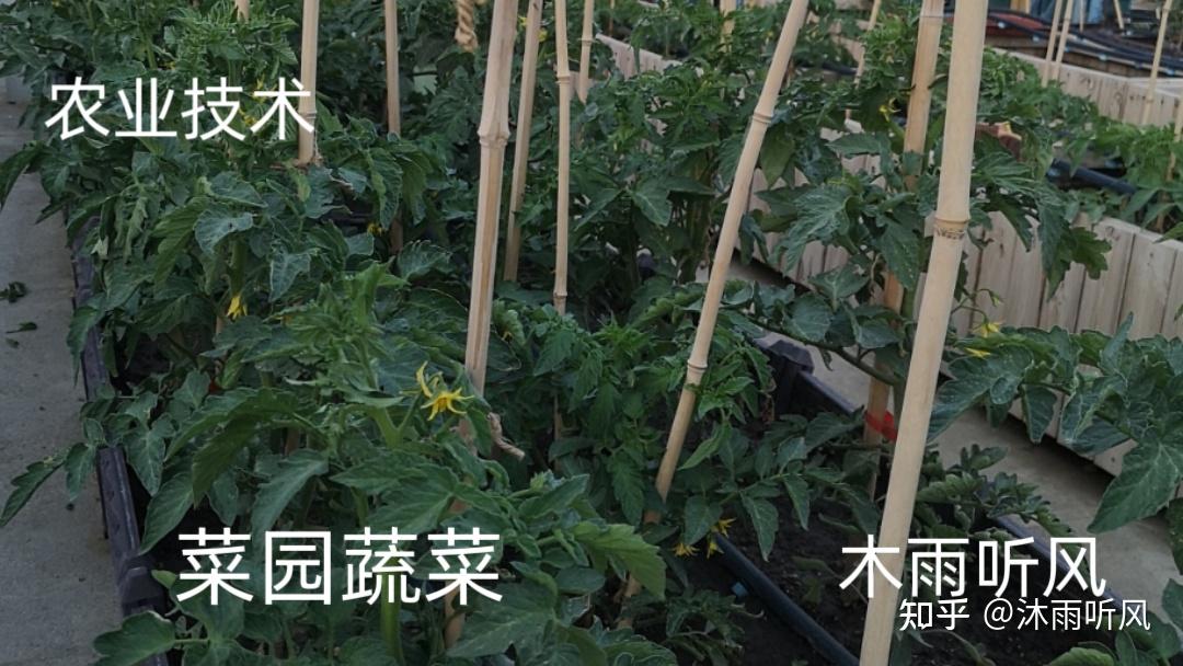 青菜施肥(青菜施肥最佳时间)