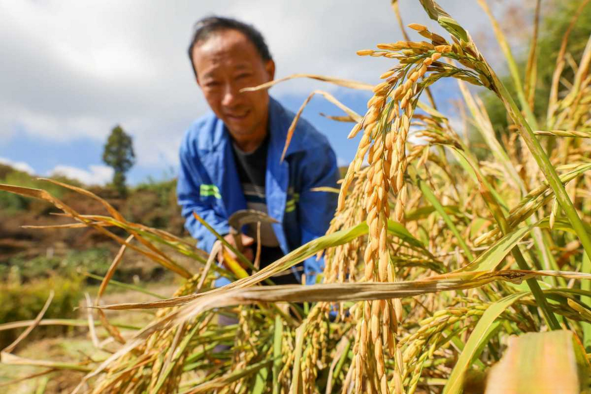 高山种水稻(高山水稻优点)