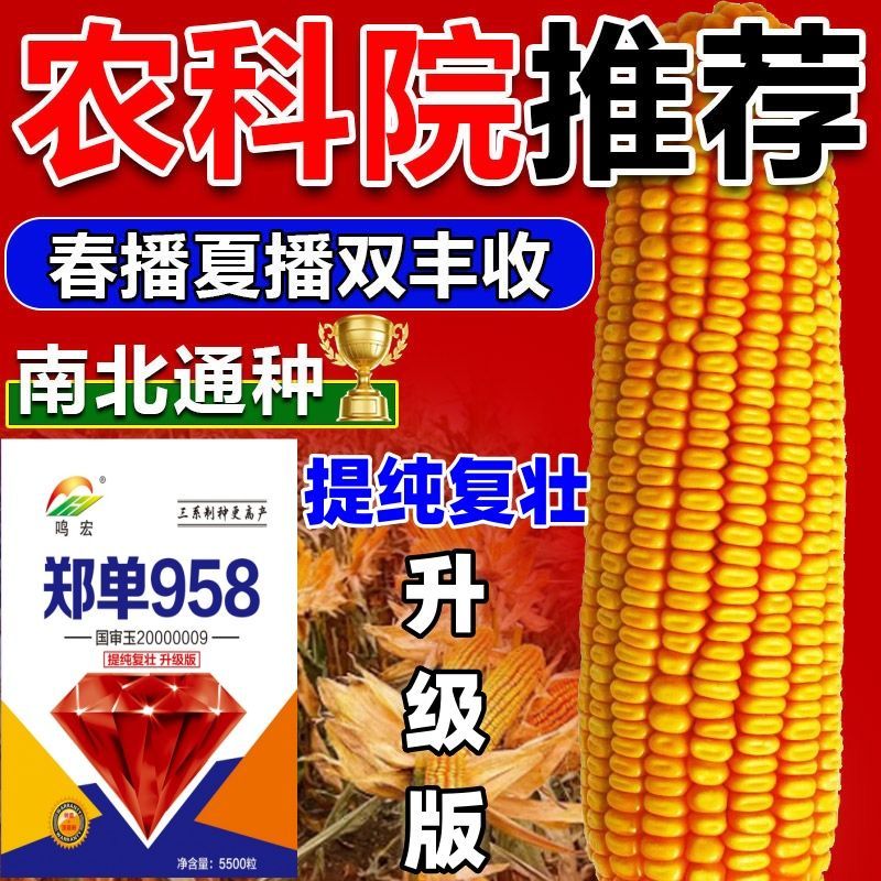 种玉米的种子(种玉米的种子还要用水泡吗)