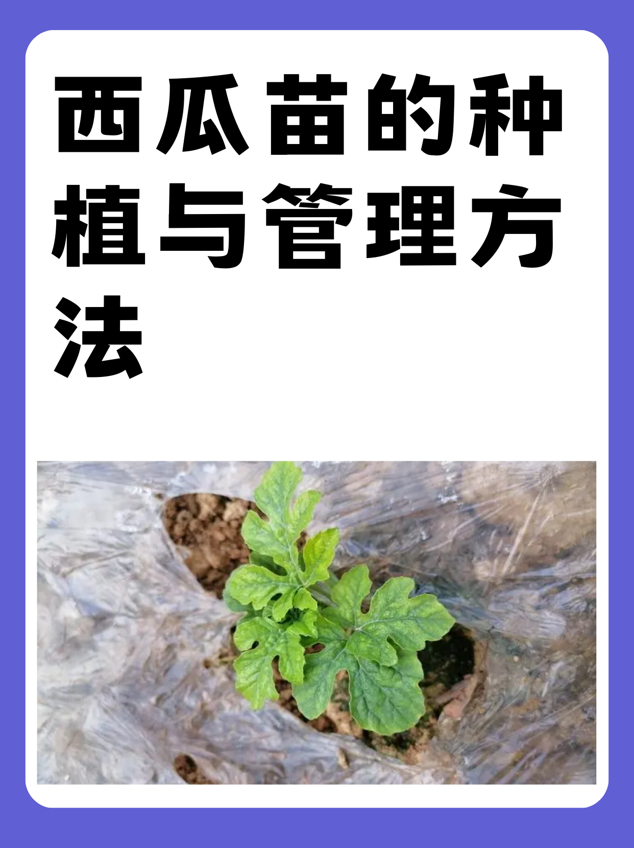 种西瓜需要什么土壤(种植西瓜需要什么土壤)